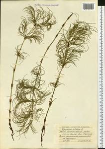 Equisetum sylvaticum L., Siberia, Yakutia (S5) (Russia)