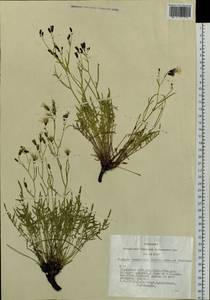 Crepidiastrum tenuifolium (Willd.) Sennikov, Siberia, Altai & Sayany Mountains (S2) (Russia)