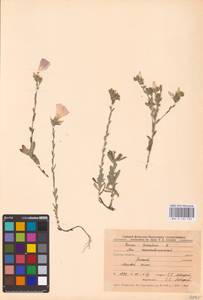 Linum hirsutum L., Eastern Europe, Central forest-and-steppe region (E6) (Russia)