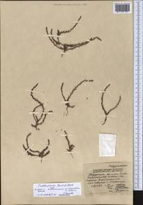 Polygonum rottboellioides Jaub. & Spach, Middle Asia, Western Tian Shan & Karatau (M3) (Kyrgyzstan)