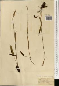 Bistorta vivipara (L.) Delarbre, Mongolia (MONG) (Mongolia)