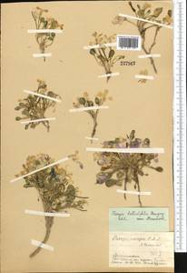 Leiospora bellidifolia (Danguy) Botsch. & Pachom., Middle Asia, Pamir & Pamiro-Alai (M2) (Tajikistan)