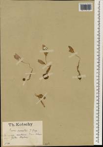 Crocus kotschyanus K.Koch, South Asia, South Asia (Asia outside ex-Soviet states and Mongolia) (ASIA) (Turkey)