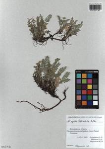 KUZ 001 367, Astragalus testiculatus Pall., Siberia, Altai & Sayany Mountains (S2) (Russia)