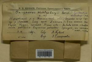 Brideliella wahlenbergii (Brid.) Fedosov, M. Stech & Ignatov, Bryophytes, Bryophytes - Western Siberia (including Altai) (B15) (Russia)