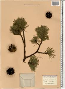 Pinus sylvestris var. hamata Steven, Caucasus, Krasnodar Krai & Adygea (K1a) (Russia)