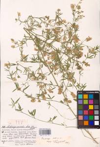 Medicago sativa L., Eastern Europe, Lower Volga region (E9) (Russia)