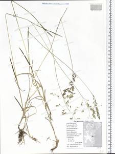 Poa macrocalyx Trautv. & C.A.Mey., Siberia, Chukotka & Kamchatka (S7) (Russia)