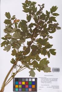 Thalictrum flavum L., Eastern Europe, Central region (E4) (Russia)