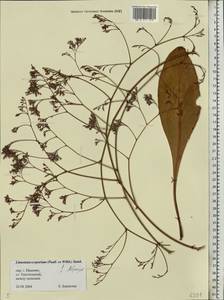 Limonium scoparium (Pall. ex Willd.) Stankov, Eastern Europe, Central forest region (E5) (Russia)