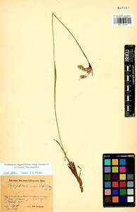 Eriophorum angustifolium subsp. komarovii (V.N.Vassil.) Vorosch., Siberia, Baikal & Transbaikal region (S4) (Russia)