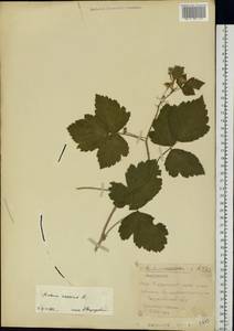 Rubus caesius L., Eastern Europe, Lower Volga region (E9) (Russia)