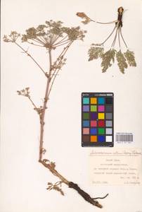 Aulacospermum multifidum (Sm.) Woronow, Eastern Europe, Eastern region (E10) (Russia)