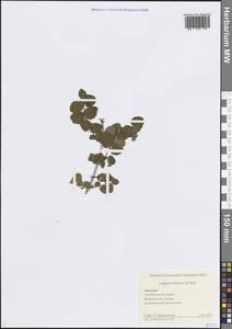 Lonicera iberica M.Bieb., Caucasus, Armenia (K5) (Armenia)