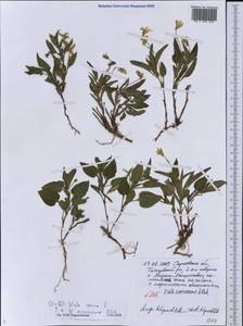 Viola canina L., Eastern Europe, Lower Volga region (E9) (Russia)