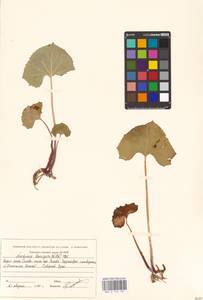 Petasites radiatus (J. F. Gmel.) J. Toman, Eastern Europe, Eastern region (E10) (Russia)