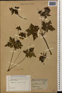 Geranium ibericum Cav., Caucasus (no precise locality) (K0)