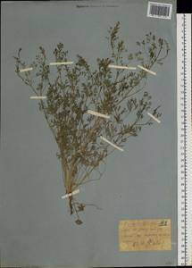 Fumaria officinalis L., Siberia, Western (Kazakhstan) Altai Mountains (S2a) (Kazakhstan)