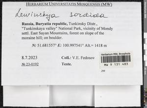 Lewinskya sordida (Sull. & Lesq.) F. Lara, Garilleti & Goffinet, Bryophytes, Bryophytes - Baikal & Transbaikal regions (B18) (Russia)