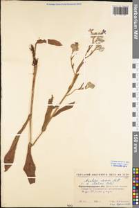 Anchusa azurea Mill., Eastern Europe, North Ukrainian region (E11) (Ukraine)