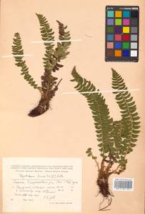 Polystichum lonchitis (L.) Roth, Siberia, Russian Far East (S6) (Russia)