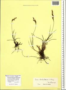 Carex liparocarpos subsp. bordzilowskii (V.I.Krecz.) T.V.Egorova, Caucasus, Stavropol Krai, Karachay-Cherkessia & Kabardino-Balkaria (K1b) (Russia)