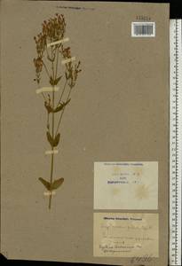 Centaurium pulchellum, Eastern Europe, North Ukrainian region (E11) (Ukraine)