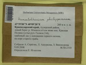 Homalothecium philippeanum (Spruce) Schimp., Bryophytes, Bryophytes - North Caucasus & Ciscaucasia (B12) (Russia)