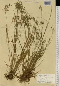 Luzula pallescens Sw., Eastern Europe, Moscow region (E4a) (Russia)