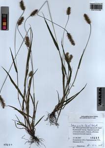 Setaria pumila (Poir.) Roem. & Schult., Siberia, Altai & Sayany Mountains (S2) (Russia)