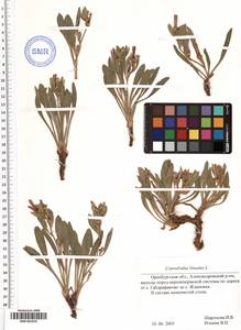 SMR001835, Convolvulus lineatus L., Eastern Europe, Eastern region (E10) (Russia)