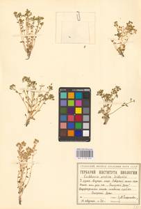Cochlearia groenlandica L., Siberia, Western Siberia (S1) (Russia)