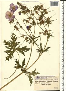 Geranium pratense L., Caucasus, Stavropol Krai, Karachay-Cherkessia & Kabardino-Balkaria (K1b) (Russia)