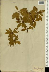 Kerria japonica (L.) DC., South Asia, South Asia (Asia outside ex-Soviet states and Mongolia) (ASIA) (Not classified)