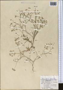 Pimpinella leptoclada (Aitch. & Hemsl.) Mousavi, Mozaff. & Zarre, Middle Asia, Pamir & Pamiro-Alai (M2) (Tajikistan)