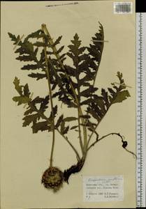 Rhaponticum uniflorum subsp. uniflorum, Siberia, Baikal & Transbaikal region (S4) (Russia)