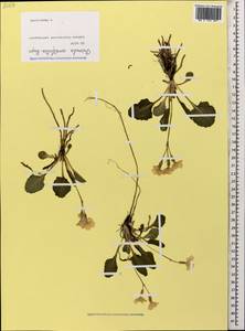 Primula cordifolia Rupr., Caucasus, North Ossetia, Ingushetia & Chechnya (K1c) (Russia)