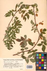 Rosa maximowicziana Regel, Siberia, Russian Far East (S6) (Russia)