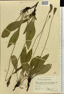 Plantago urvillei Opiz, Eastern Europe, North Ukrainian region (E11) (Ukraine)