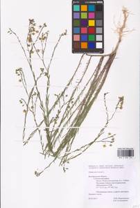 Linum austriacum L., Eastern Europe, Central forest-and-steppe region (E6) (Russia)