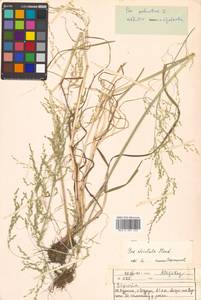 Poa palustris L., Siberia, Russian Far East (S6) (Russia)