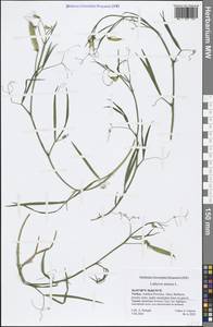 Lathyrus annuus L., South Asia, South Asia (Asia outside ex-Soviet states and Mongolia) (ASIA) (Turkey)