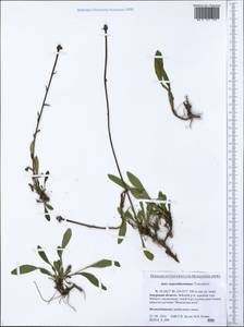 Aster alpinus var. serpentimontanus (Tamamsch.) Y. Ling, Siberia, Russian Far East (S6) (Russia)