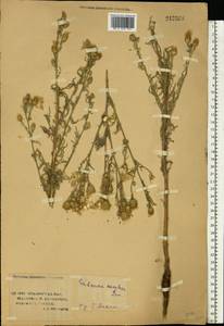 Centaurea stoebe subsp. stoebe, Eastern Europe, Lower Volga region (E9) (Russia)