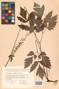 Actaea simplex (DC.) Wormsk. ex Fisch. & C. A. Mey., Siberia, Russian Far East (S6) (Russia)