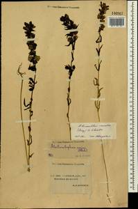 Rhinanthus serotinus var. vernalis (N. W. Zinger) Janch., Siberia, Yakutia (S5) (Russia)