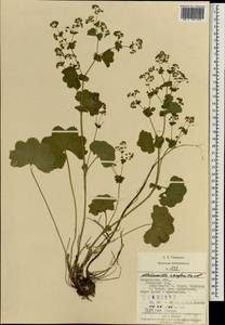 Alchemilla szaferi Pawl., Eastern Europe, West Ukrainian region (E13) (Ukraine)