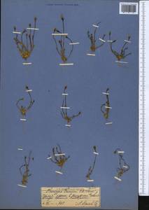 Lomatogonium brachyantherum (C. B. Cl.) Fern., Middle Asia, Pamir & Pamiro-Alai (M2) (Tajikistan)
