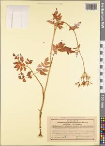 Chaerophyllum aureum L., Caucasus, Dagestan (K2) (Russia)