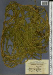 Spinulum annotinum subsp. annotinum, Siberia, Western Siberia (S1) (Russia)